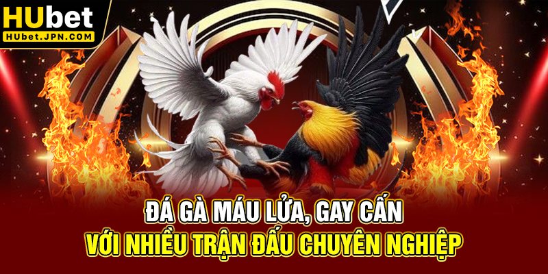 Đá gà máu lửa, gay cấn với nhiều trận đấu chuyên nghiệp